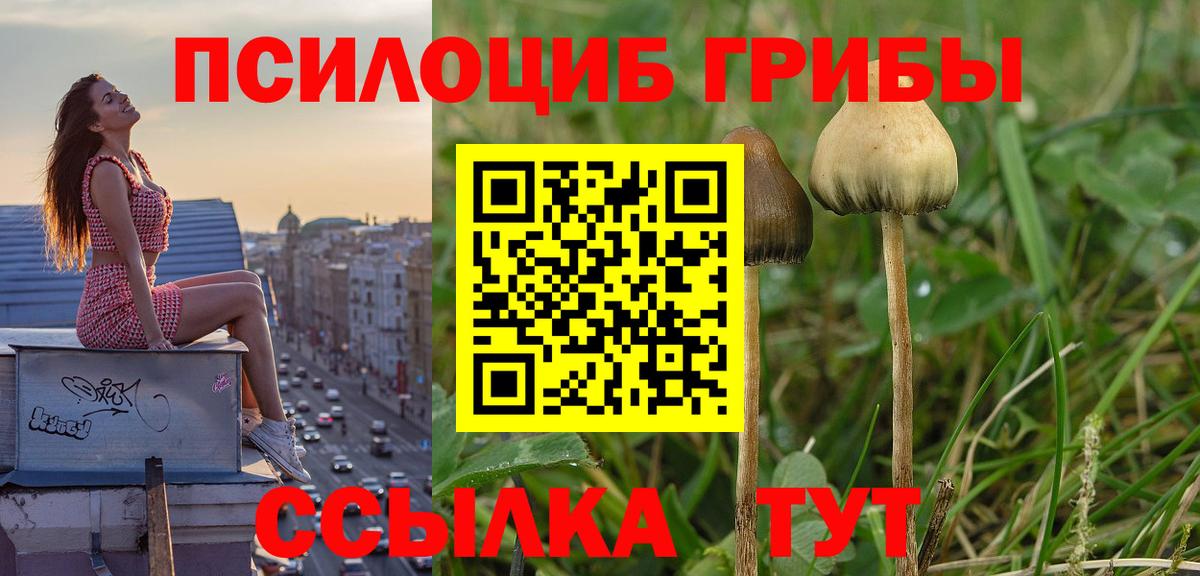 Галлюциногенные грибы Psilocybe Санкт-Петербург